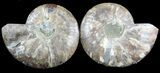 Cut & Polished Ammonite Fossil - Agatized #47715-2